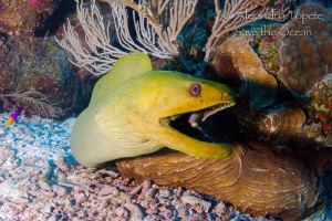 Green Morey, San Pedro Belize by Alejandro Topete 